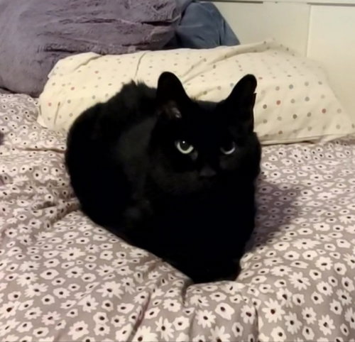 MOE - Domestic Medium Hair for adoption in Mesa