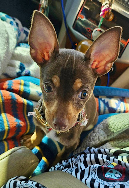 picture of the dog needing adoption