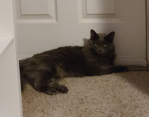 Nika, an adoptable Domestic Long Hair in Mesa, AZ