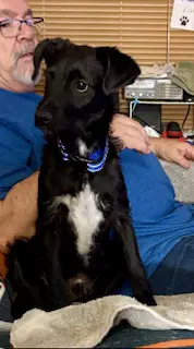 Scotty image 4