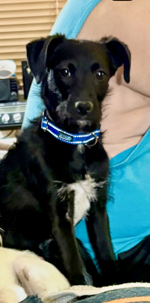 Scotty, an adoptable Terrier in Mesa, AZ