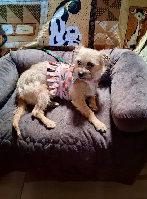 Nikki - Norfolk Terrier