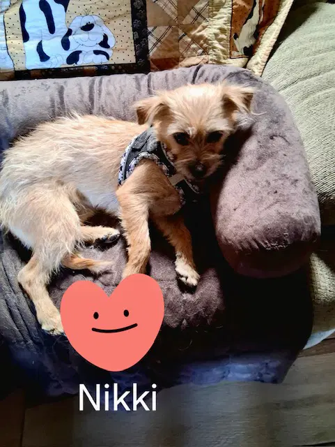 Nikki image 2