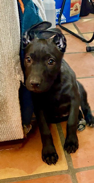 Starlight, an adoptable Labrador Retriever in Mesa, AZ