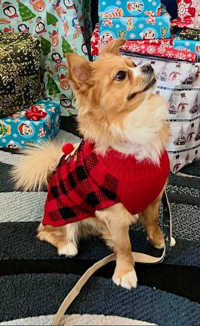 picture of the dog needing adoption