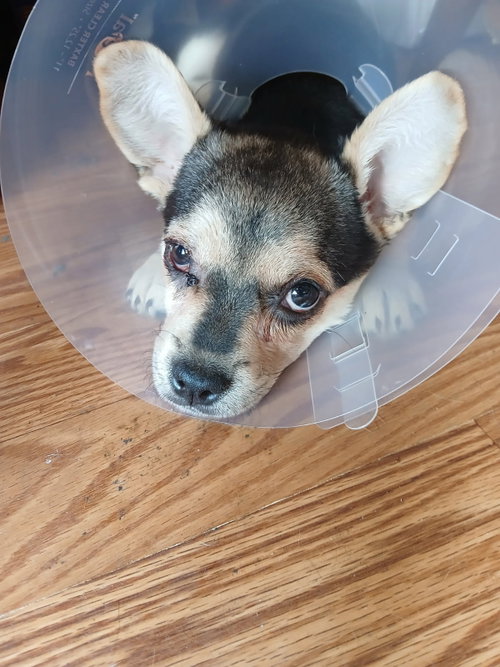 Cherry, an adoptable Chihuahua in Mesa, AZ