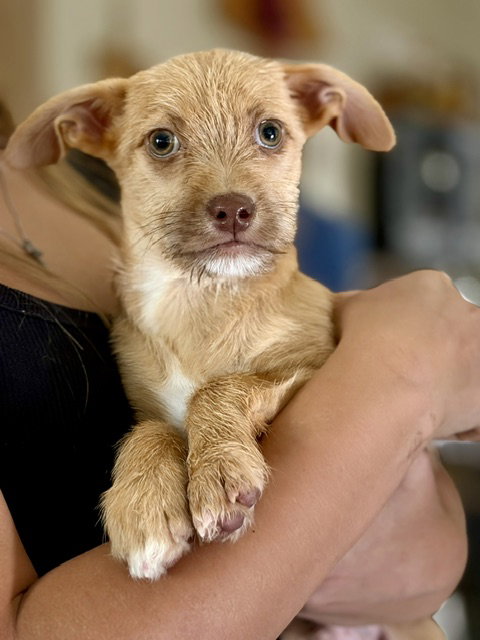 Taz