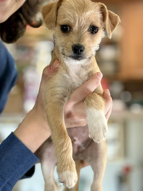 Teddy