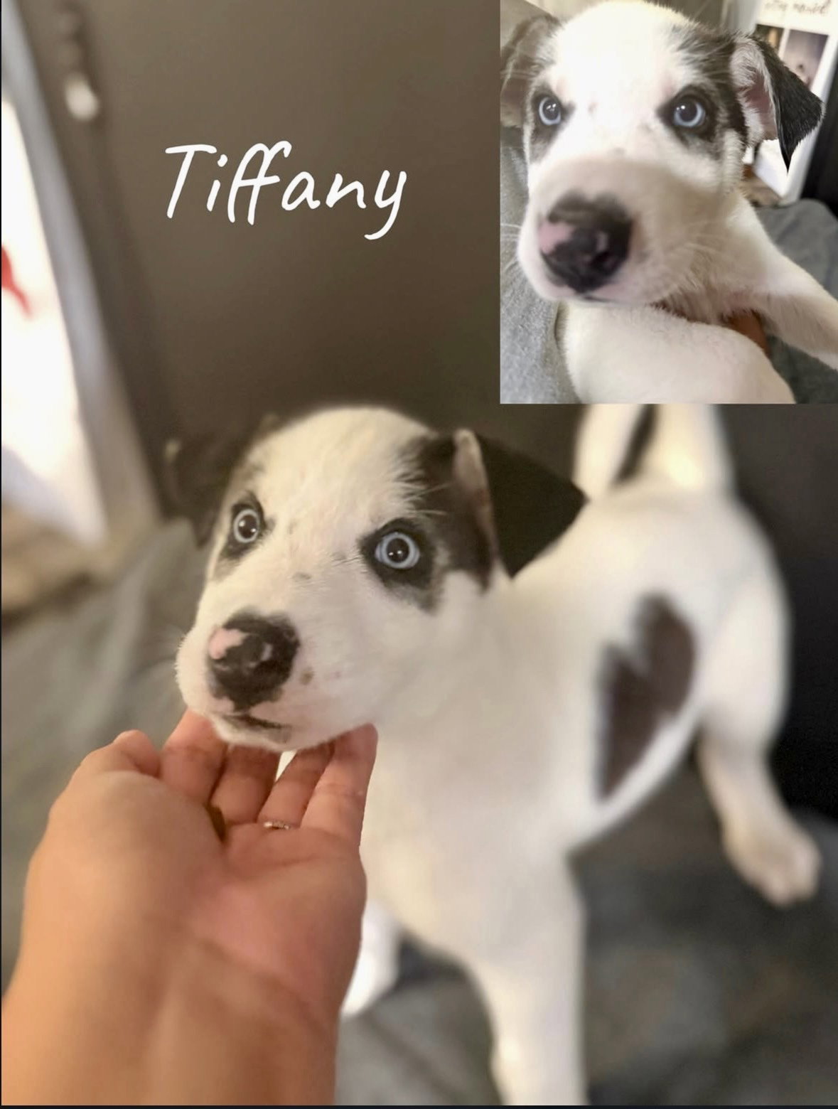 Tiffany, Husky