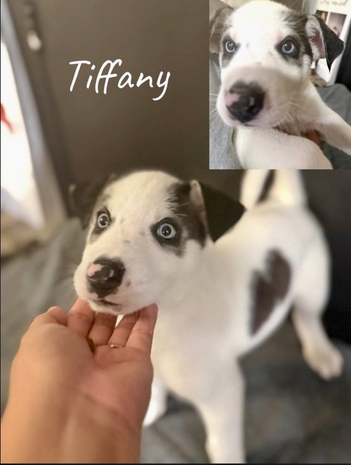 picture of the dog needing adoption