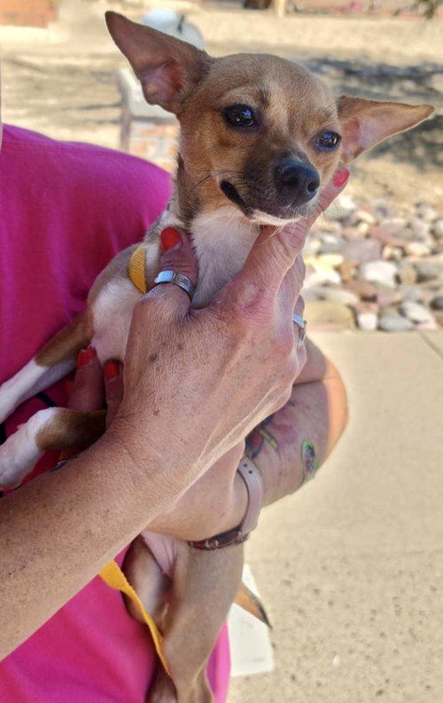 Cinnabon, a dog for adoption from Animal Rescue Friends Ltd