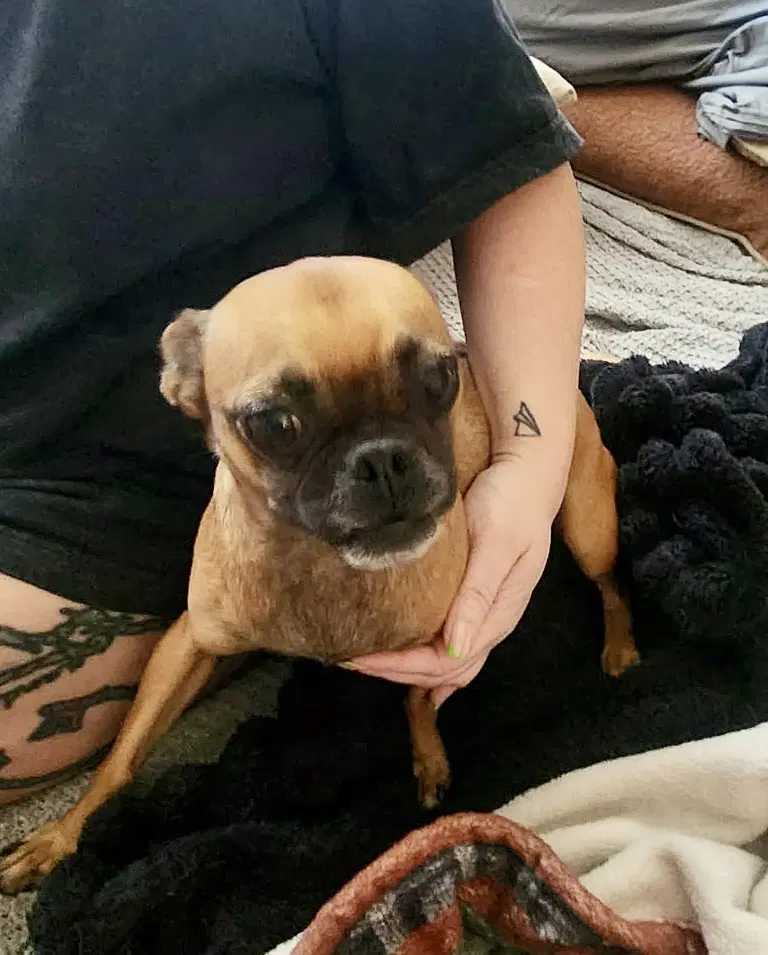 Monroe - Pug
