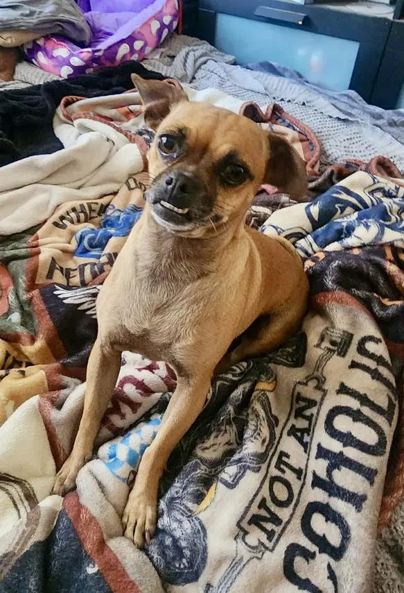 Stella image 2