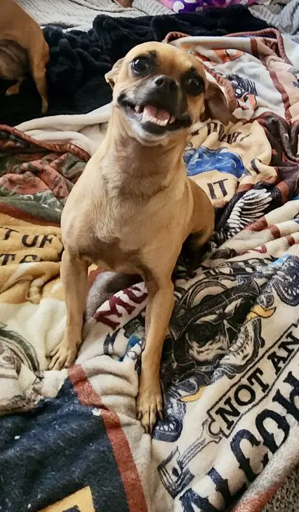 Stella - Pug