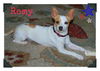 Remy  *Courtesy Listing