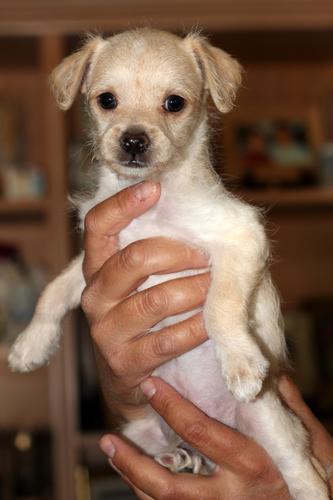 Chester