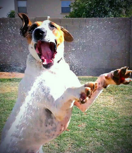 Roxy