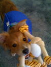 Ryker