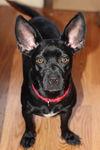 Zoey