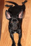 Zoey