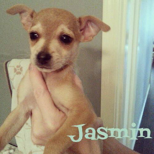 Jasmin