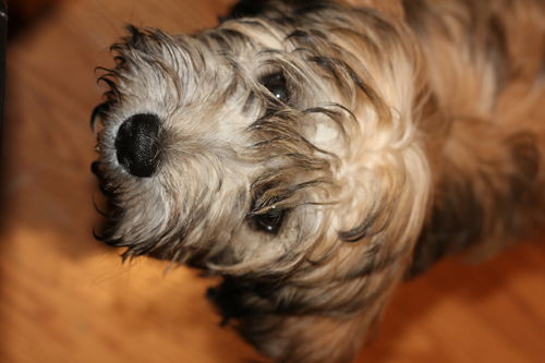 Bogart