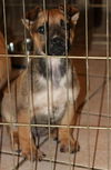 Roxy (Laverne)