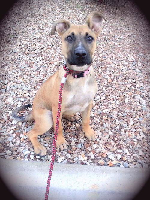 Roxy (Laverne)