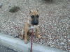 Roxy (Laverne)