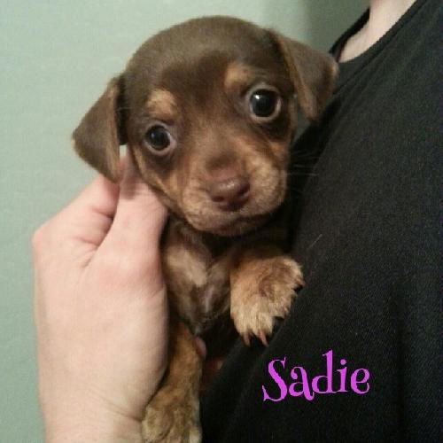 Sadie