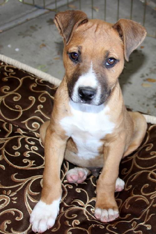 Brutus