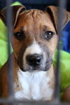 Brutus
