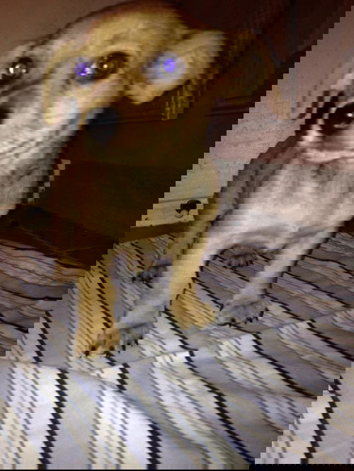 Peanut