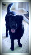 Axel