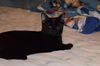 Blackie