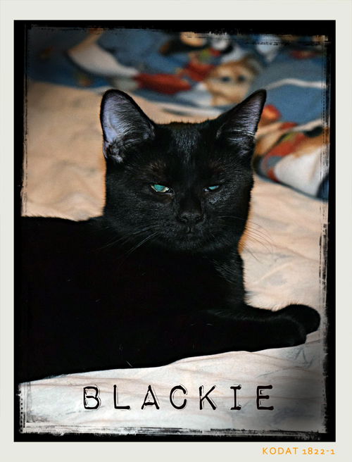 Blackie