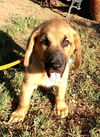 Boone