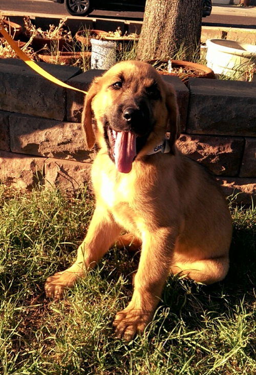 Boone
