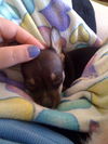 Brady