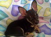 Brady