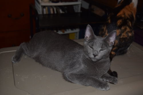 Milly