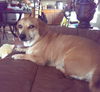 Brandy