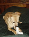 Skipper