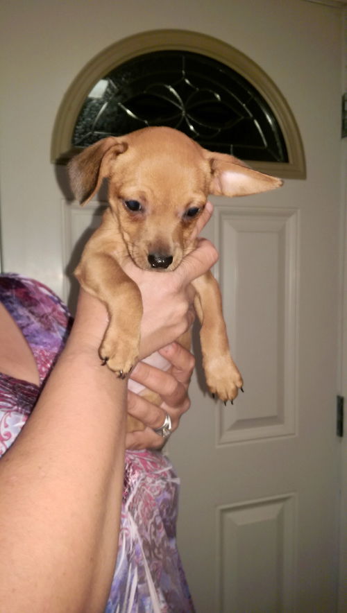 ZuZu