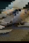 Mr Wiggles