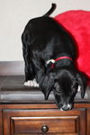 Ruby