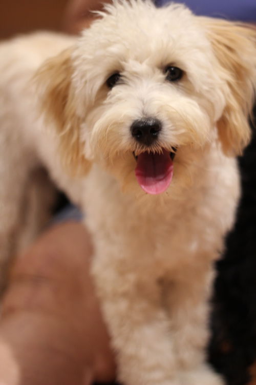 Rosie