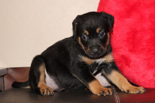 Clove