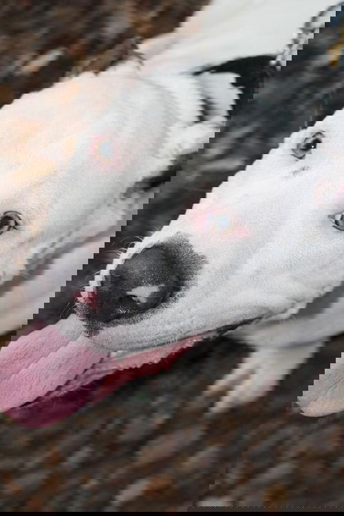 Sampson