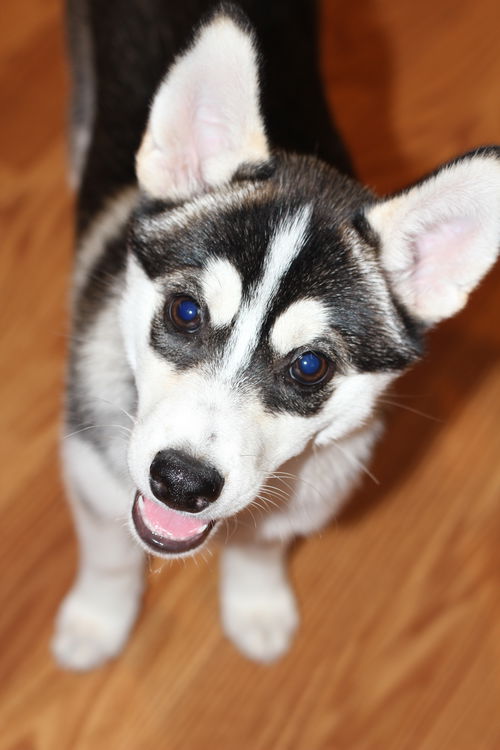 Zoi